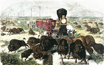 Amerikanischer Bison